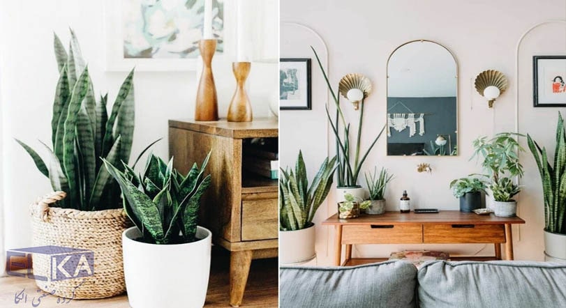 زیباترین گل های آپارتمانی